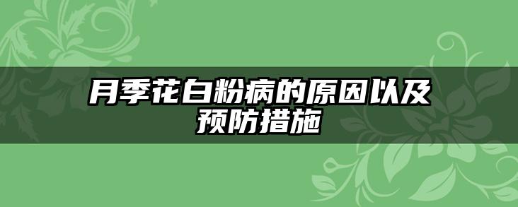 月季花白粉病的原因以及预防措施