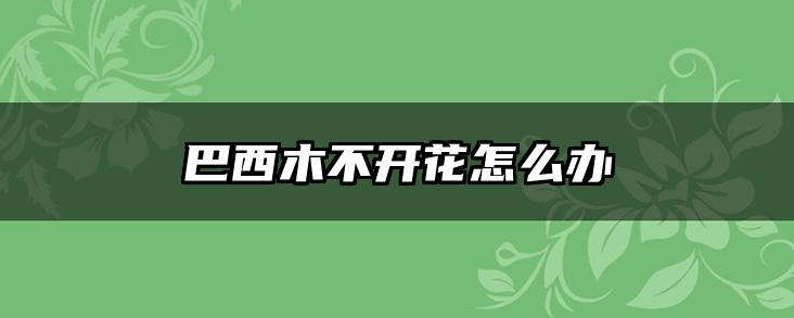 巴西木不开花怎么办