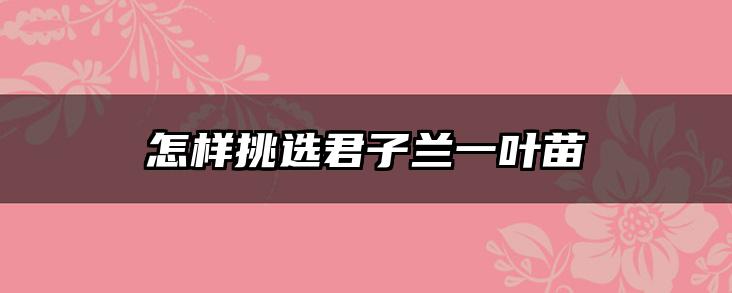 怎样挑选君子兰一叶苗