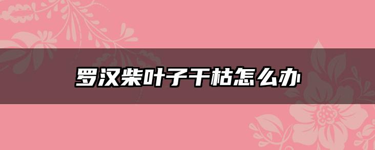 罗汉柴叶子干枯怎么办
