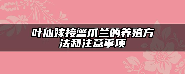 叶仙嫁接蟹爪兰的养殖方法和注意事项