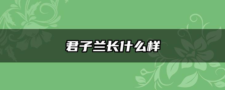 君子兰长什么样