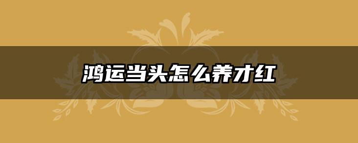 鸿运当头怎么养才红