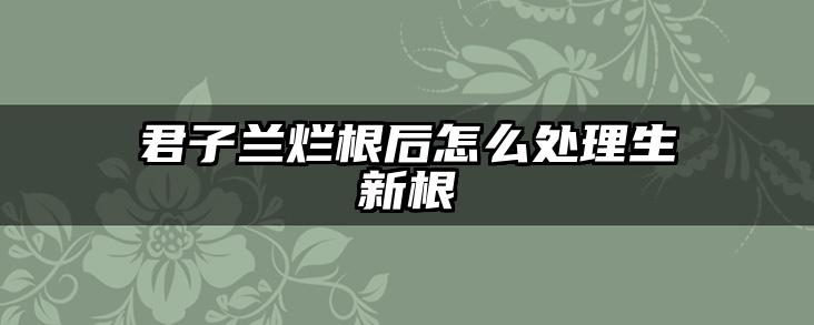 君子兰烂根后怎么处理生新根