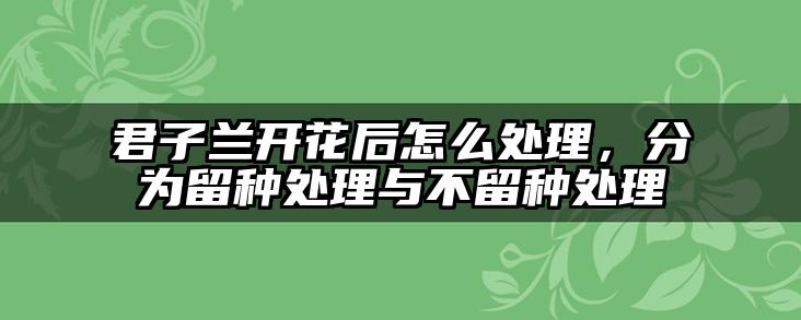 君子兰开花后怎么处理,分为留种处理与不留种处理