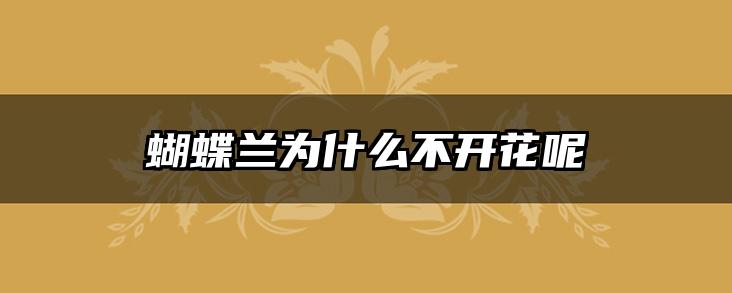 蝴蝶兰为什么不开花呢