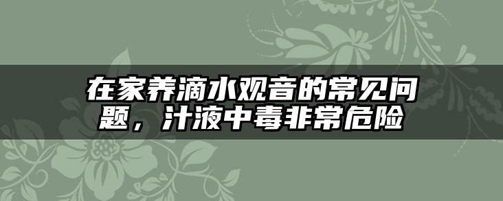 在家养滴水观音的常见问题,汁液中毒非常危险