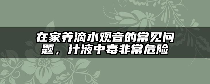 在家养滴水观音的常见问题，汁液中毒非常危险