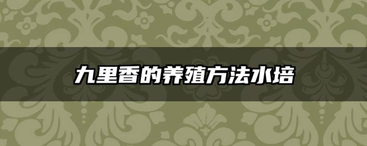 九里香的养殖方法水培
