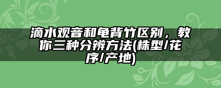 滴水观音和龟背竹区别，教你三种分辨方法(株型/花序/产地)
