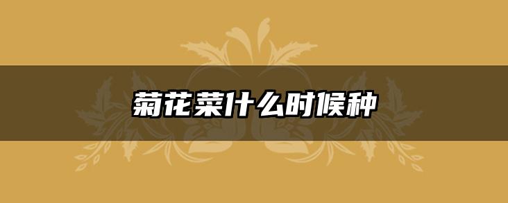 菊花菜什么时候种