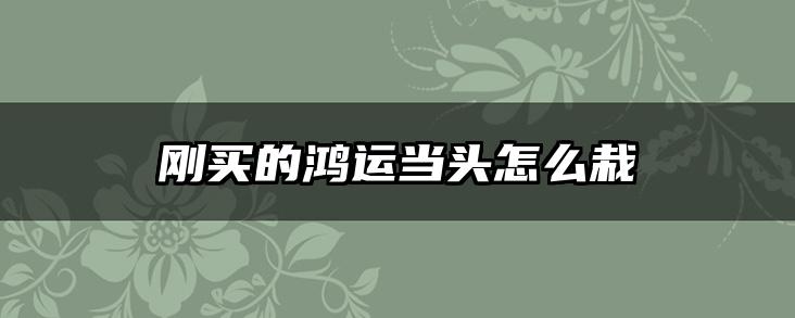 刚买的鸿运当头怎么栽