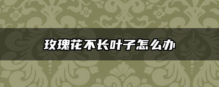 玫瑰花不长叶子怎么办