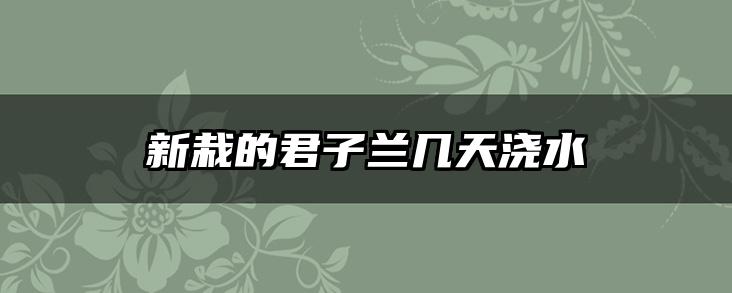 新栽的君子兰几天浇水