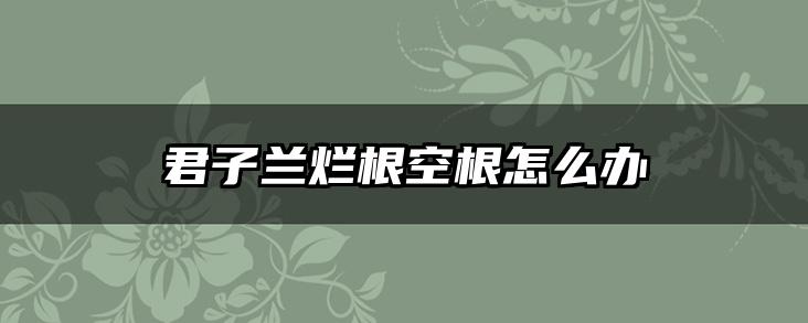 君子兰烂根空根怎么办