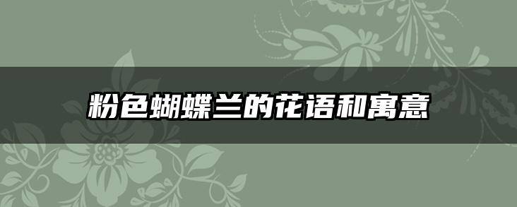 粉色蝴蝶兰的花语和寓意