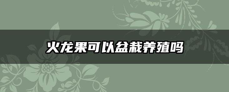 火龙果可以盆栽养殖吗