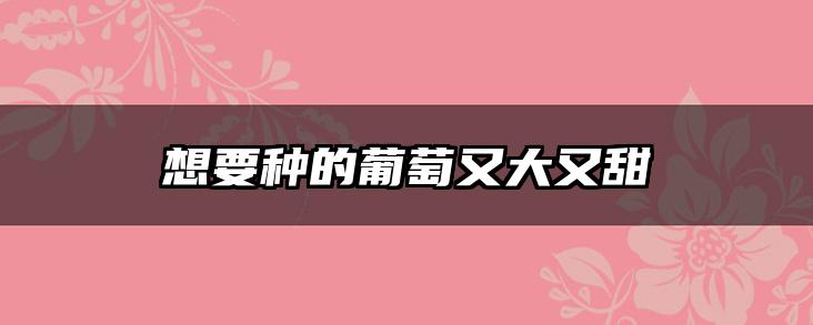 想要种的葡萄又大又甜
