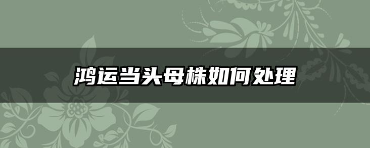 鸿运当头母株如何处理