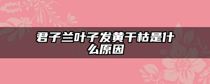 君子兰叶子发黄干枯是什么原因