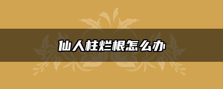 仙人柱烂根怎么办