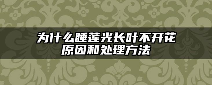 为什么睡莲光长叶不开花原因和处理方法
