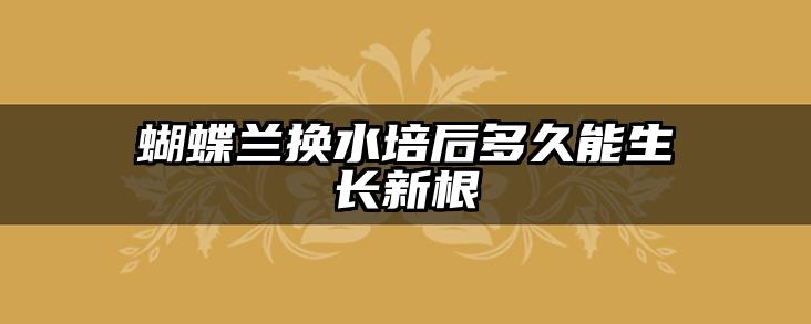 蝴蝶兰换水培后多久能生长新根