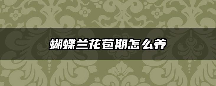 蝴蝶兰花苞期怎么养