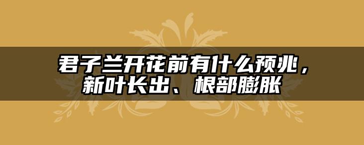 君子兰开花前有什么预兆,新叶长出、根部膨胀