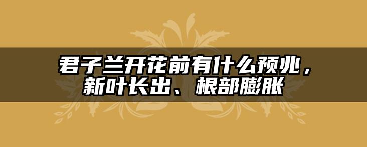 君子兰开花前有什么预兆，新叶长出、根部膨胀