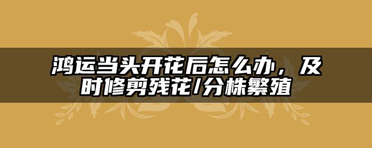鸿运当头开花后怎么办,及时修剪残花/分株繁殖
