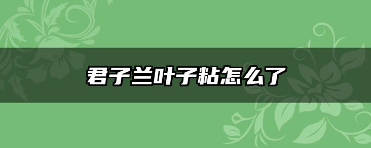 君子兰叶子粘怎么了