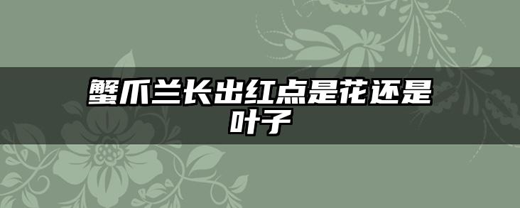 蟹爪兰长出红点是花还是叶子