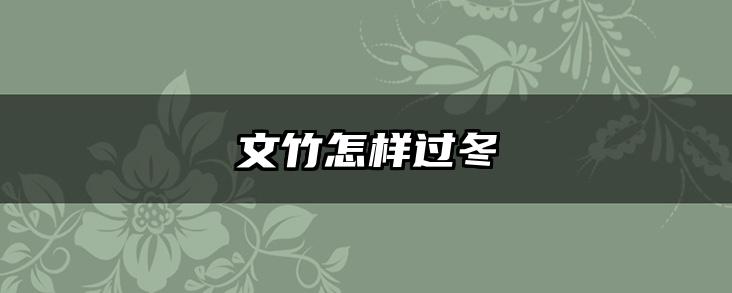 文竹怎样过冬