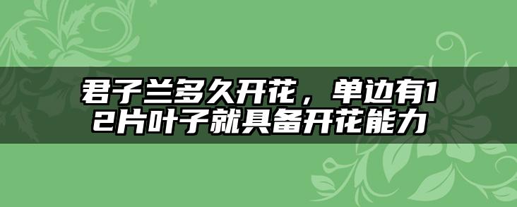 君子兰多久开花,单边有12片叶子就具备开花能力