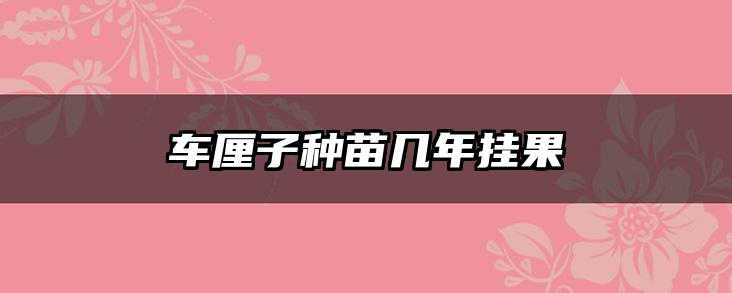车厘子种苗几年挂果