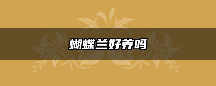 蝴蝶兰好养吗