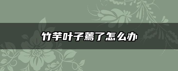竹芋叶子蔫了怎么办