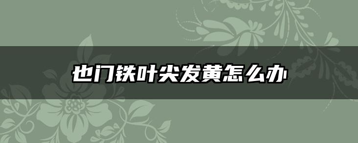 也门铁叶尖发黄怎么办