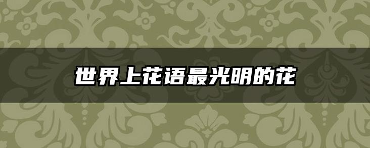 世界上花语最光明的花