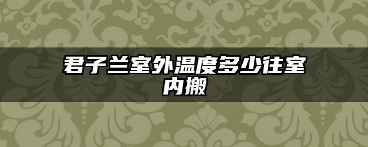 君子兰室外温度多少往室内搬