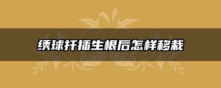 绣球扦插生根后怎样移栽
