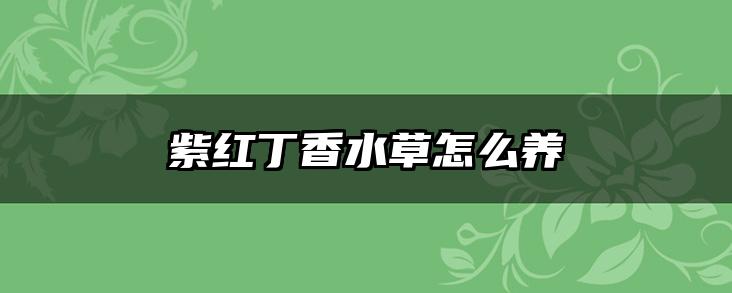 紫红丁香水草怎么养