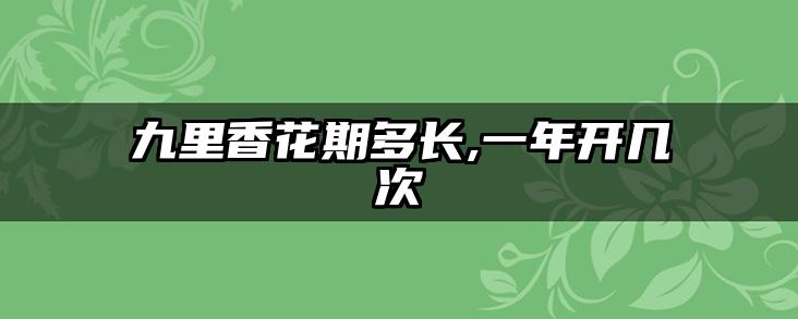 九里香花期多长,一年开几次