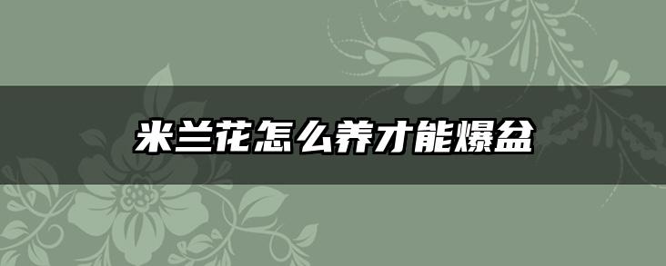 米兰花怎么养才能爆盆