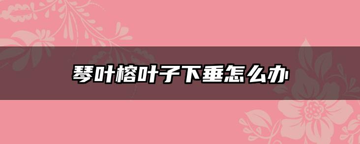 琴叶榕叶子下垂怎么办