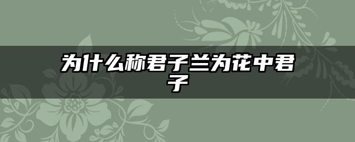 为什么称君子兰为花中君子