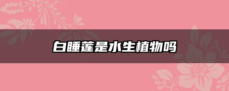 白睡莲是水生植物吗