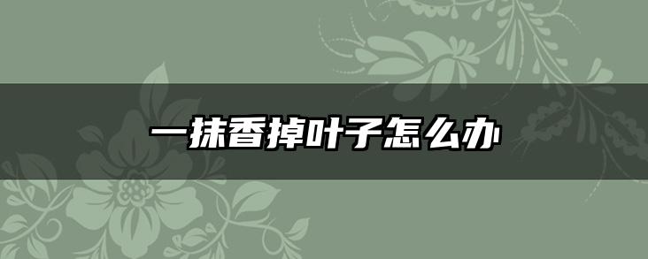 一抹香掉叶子怎么办