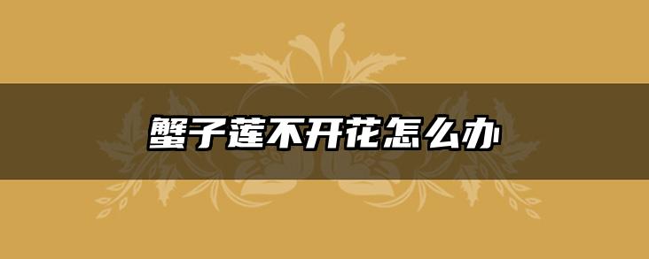 蟹子莲不开花怎么办